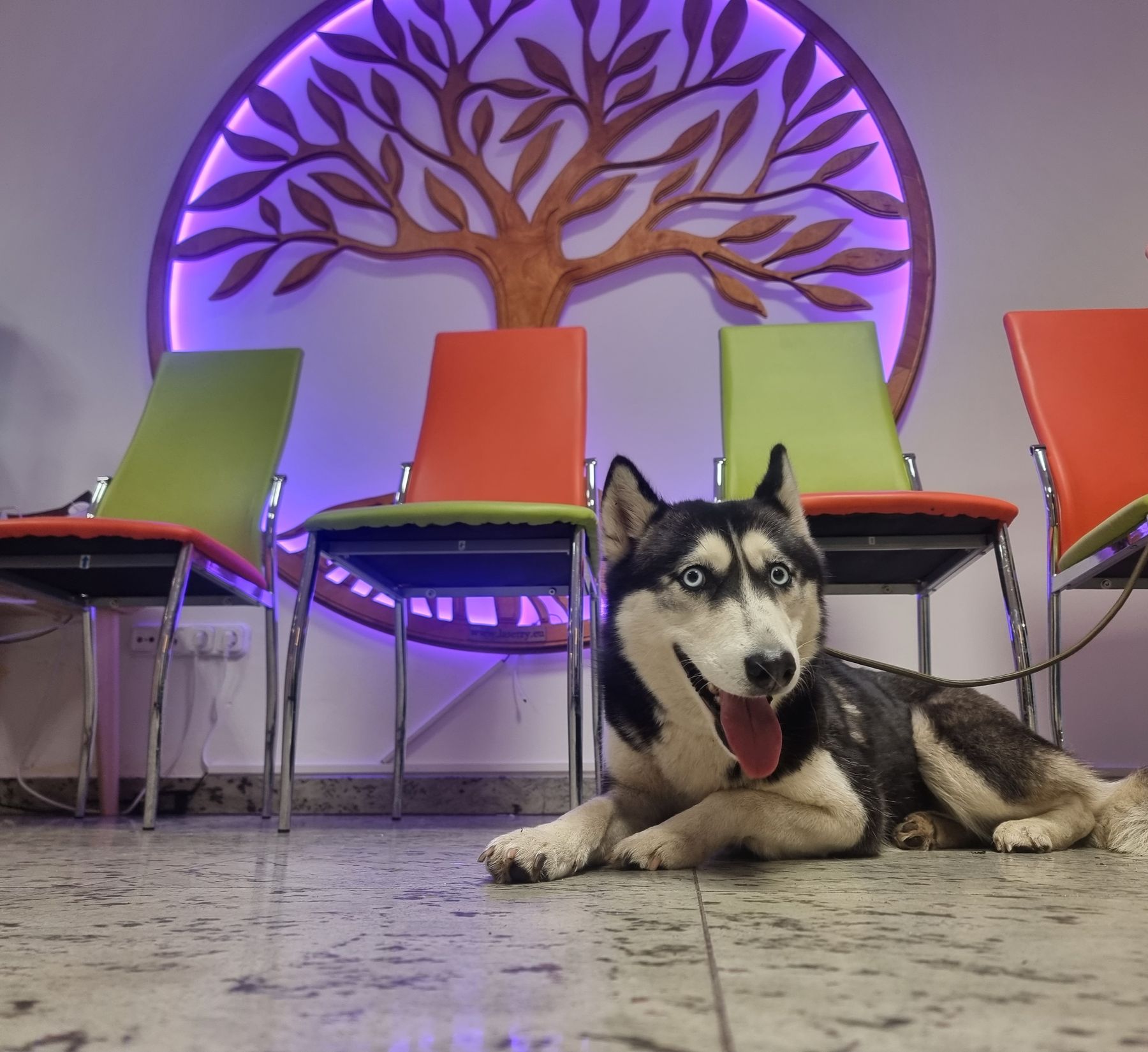 A husky patient resting in the hospital waiting area